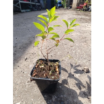 HORTENSJA ogrodowa Nikko Blue - sadzonki 20 / 40 cm